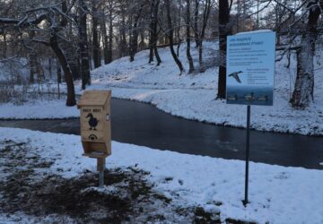 Kaczy bufet w Parku Centralnym